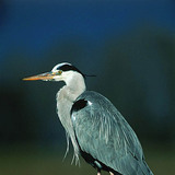 Grey heron