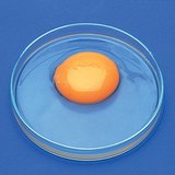 The parts of an egg