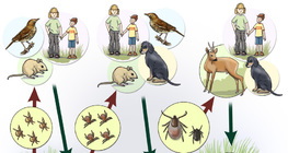 Tick life cycle