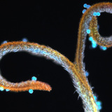 Στίγμα πικραλίδας με γύρη