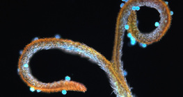 Στίγμα πικραλίδας με γύρη