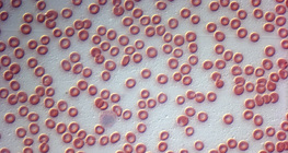 Human red blood cells