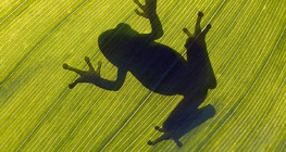 Shadow of a European tree frog on a leaf