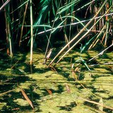 Πράσινα φύκη (κλαδοφόρα γκλομεράτα)