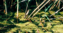 Πράσινα φύκη (κλαδοφόρα γκλομεράτα)