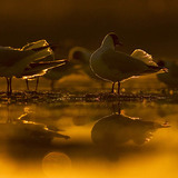 Black-headed gulls at sunset