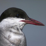 Whiskered tern