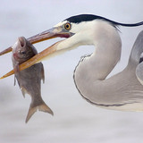 Grey heron with Silver carp