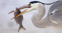 Grey heron with Silver carp
