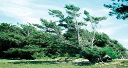 Effect of wind that only blows in one direction