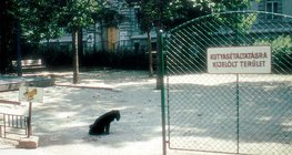 Designated walking area for dogs