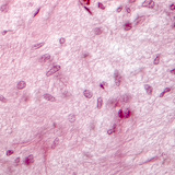 Τμήμα υπόφυσης