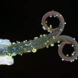 Πικραλίδα άνθη (σε υπεριώδη ακτινοβολία)