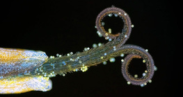 Πικραλίδα άνθη (σε υπεριώδη ακτινοβολία)