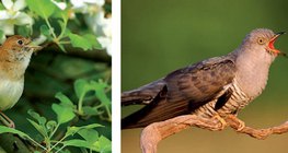 Nightingale and cuckoo