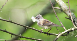 Common whitethroat