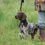 Hunting dog