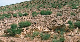 βραχώδης έρημος