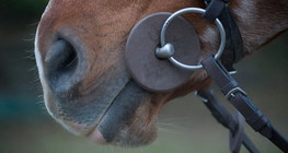 Horse wearing a snuffle