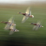 Flying mallards