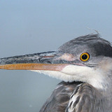 Grey heron head