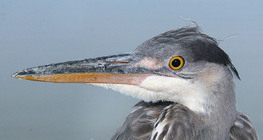 Grey heron head