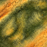 Διπλώσεις δέρματος ανθρώπινου δακτύλου κάτω από πολωμένο φως