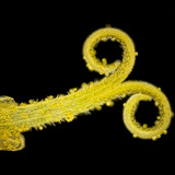 Πικραλίδα άνθη (σε λευκό φως με μαύρο φόντο)