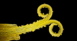 Πικραλίδα άνθη (σε λευκό φως με μαύρο φόντο)