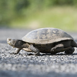 Νεροχελώνα ευρωπαϊκή