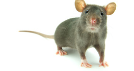House mouse