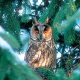 Μπούφος (Βύας)