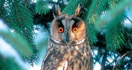 Μπούφος (Βύας)