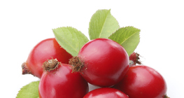 Rose hip