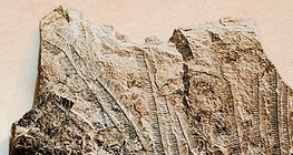 Limestone with fossils