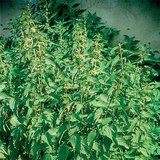 Nettle bush