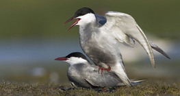 Whiskered terns mating