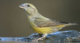 Common crossbill (female)