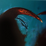 Χηληκεραία αράχνης με κυνόδοντα δηλητηρίου