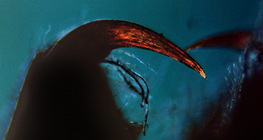 Χηληκεραία αράχνης με κυνόδοντα δηλητηρίου