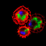 Drosophila haemocytes (stained red) devouring bacteria (stained green)