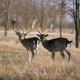 Fallow deer