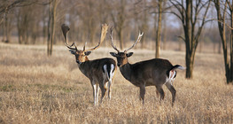 Fallow deer