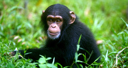 Μπαμπουίνος