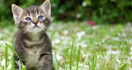 Kitten
