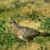Pheasant (female)