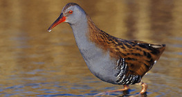 Water rail