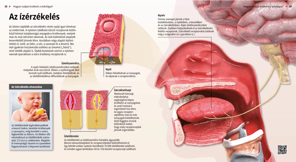 The Mechanism of Taste Reception