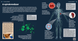 The Lymphatic System