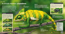 The Chameleon: A Master of Disguise